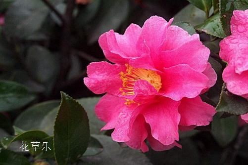 镜头调焦距——，探索视觉艺术的深度与广度
