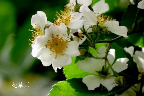 DXOMARK佳能镜头排名av无码无在线观看免费如何轻松更换镜头，解锁影像新世界
