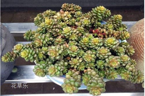 基础设施国产综合色产在线视频欧美专业团队，技术实力