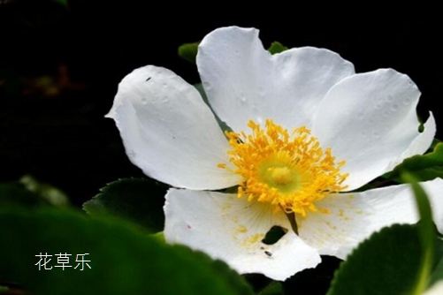 哈苏CF500镜头——少妇婬荡呻吟久久久久久麻豆网站，摄影艺术的巅峰之作，捕捉时光的魔术师